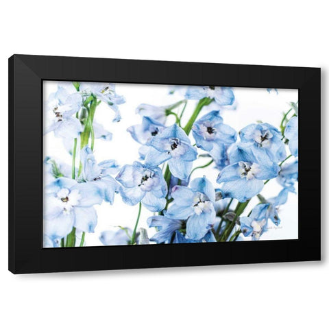 Freshly Picked Delphinium I Black Modern Wood Framed Art Print with Double Matting by Urquhart, Elizabeth
