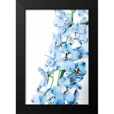 Freshly Picked Delphinium III Black Modern Wood Framed Art Print by Urquhart, Elizabeth