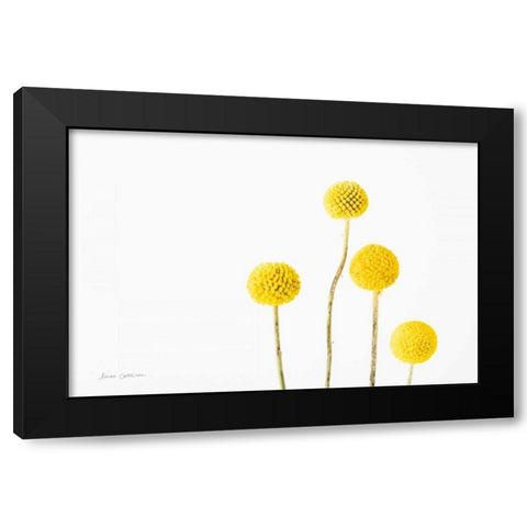 Craspedia I Black Modern Wood Framed Art Print with Double Matting by Catterall, Elise