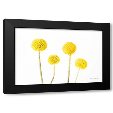 Craspedia II Black Modern Wood Framed Art Print by Catterall, Elise