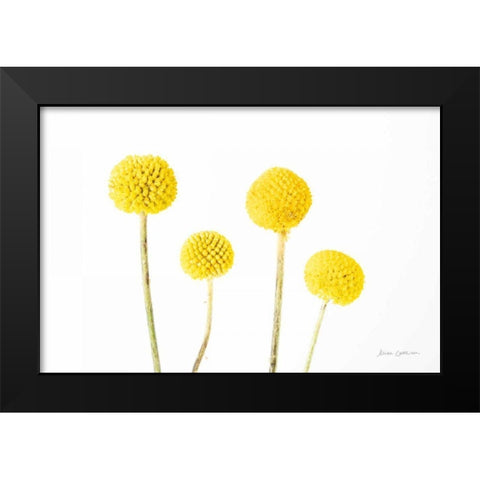 Craspedia II Black Modern Wood Framed Art Print by Catterall, Elise