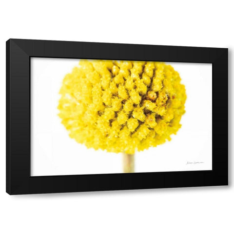 Craspedia IV Black Modern Wood Framed Art Print with Double Matting by Catterall, Elise