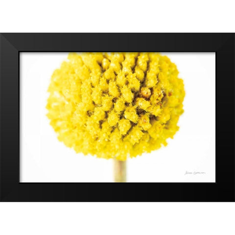 Craspedia IV Black Modern Wood Framed Art Print by Catterall, Elise