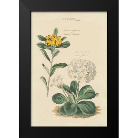 Botanical Print II Black Modern Wood Framed Art Print by Wild Apple Portfolio