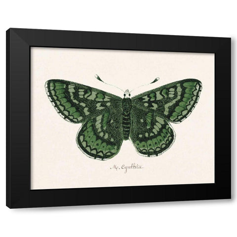 Antique Butterfly I Black Modern Wood Framed Art Print with Double Matting by Wild Apple Portfolio