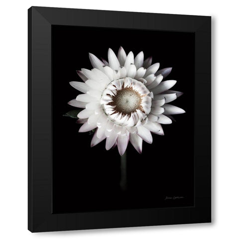 Dramatic Dahlia Black Modern Wood Framed Art Print with Double Matting by Catterall, Elise