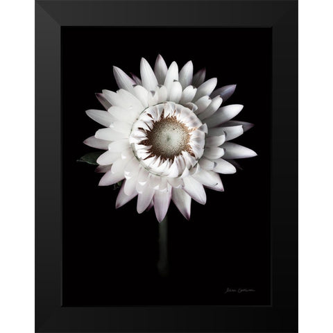 Dramatic Dahlia Black Modern Wood Framed Art Print by Catterall, Elise