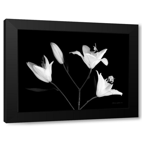 Spray of Lilies Black Modern Wood Framed Art Print by Catterall, Elise