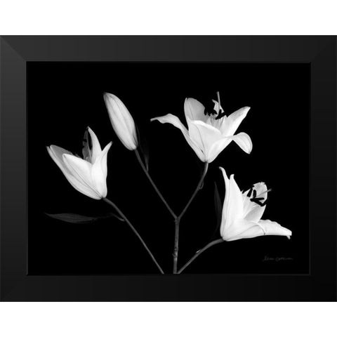Spray of Lilies Black Modern Wood Framed Art Print by Catterall, Elise
