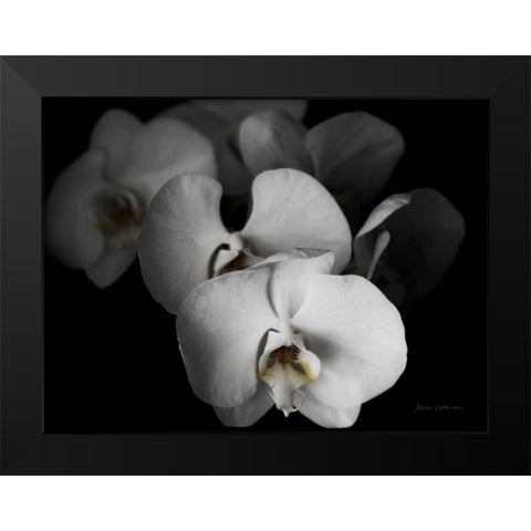 White Orchid I Black Modern Wood Framed Art Print by Catterall, Elise
