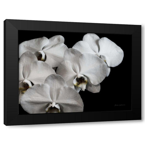 White Orchid II Black Modern Wood Framed Art Print with Double Matting by Catterall, Elise