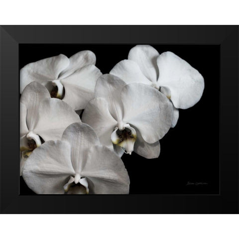White Orchid II Black Modern Wood Framed Art Print by Catterall, Elise