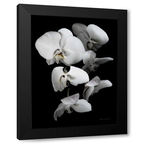 White Orchid III Black Modern Wood Framed Art Print by Catterall, Elise