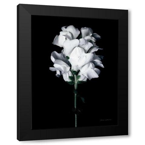 White Snapdragon Black Modern Wood Framed Art Print by Catterall, Elise
