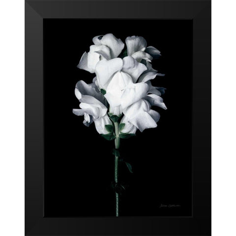 White Snapdragon Black Modern Wood Framed Art Print by Catterall, Elise