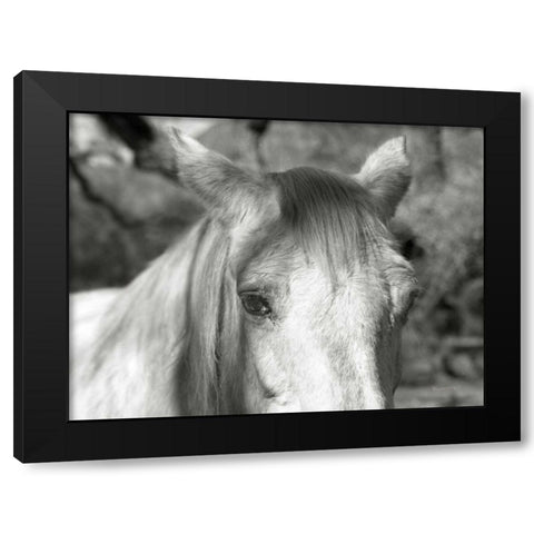 A Horse Called Snow Black Modern Wood Framed Art Print with Double Matting by Goldstein, Ed