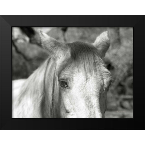 A Horse Called Snow Black Modern Wood Framed Art Print by Goldstein, Ed