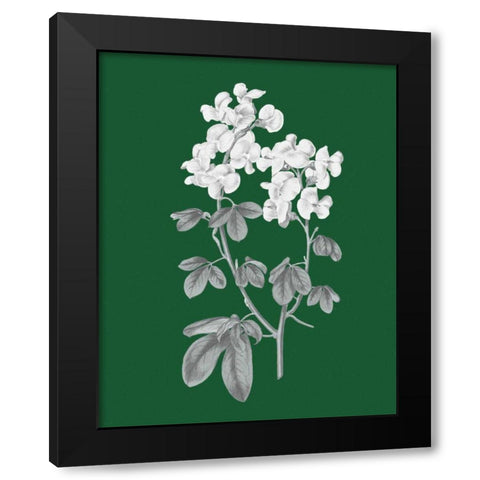 Green Botanical III Black Modern Wood Framed Art Print by Wild Apple Portfolio