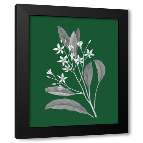 Green Botanical V Black Modern Wood Framed Art Print with Double Matting by Wild Apple Portfolio