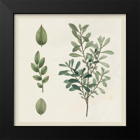 Victorian Garden Chart III Black Modern Wood Framed Art Print by Wild Apple Portfolio