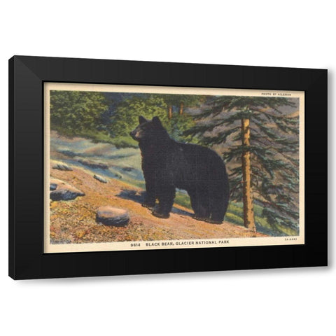 Black Bear I Crop Black Modern Wood Framed Art Print with Double Matting by Wild Apple Portfolio