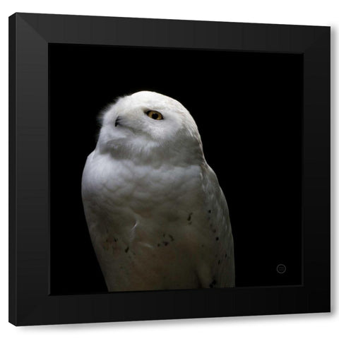 Snowy Owl Looks to the Sun Black Modern Wood Framed Art Print by Larson, Nathan