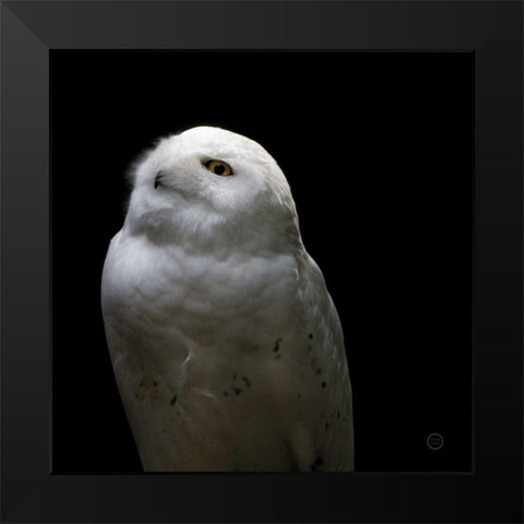 Snowy Owl Looks to the Sun Black Modern Wood Framed Art Print by Larson, Nathan