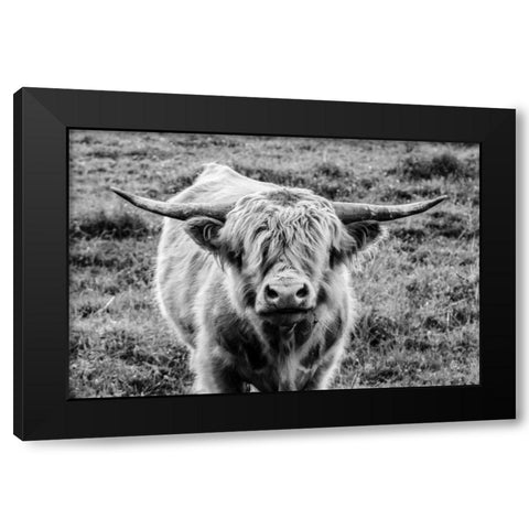 Highland Cow Staring Contest Black Modern Wood Framed Art Print by Larson, Nathan