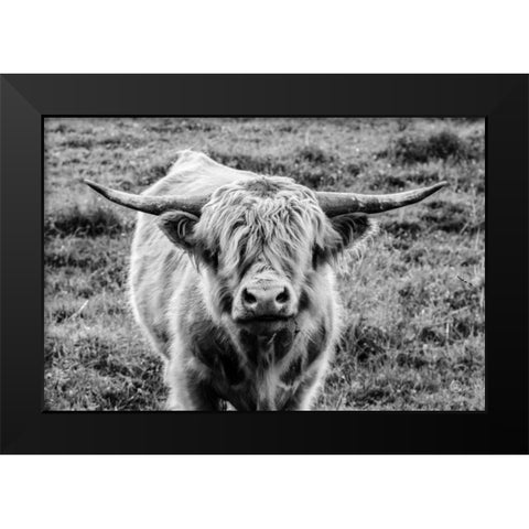 Highland Cow Staring Contest Black Modern Wood Framed Art Print by Larson, Nathan
