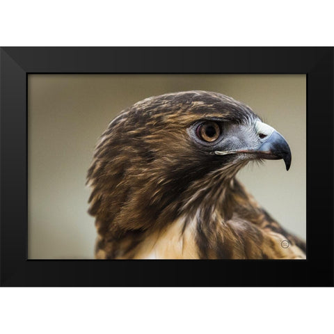 Red Tailed Hawk Profile Black Modern Wood Framed Art Print by Larson, Nathan