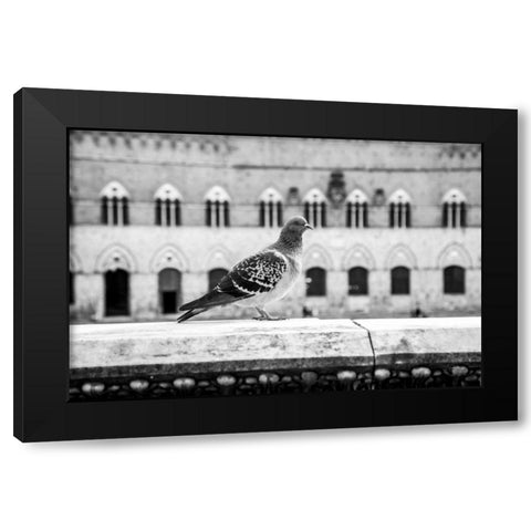 Il Piccione Black Modern Wood Framed Art Print with Double Matting by Aledanda