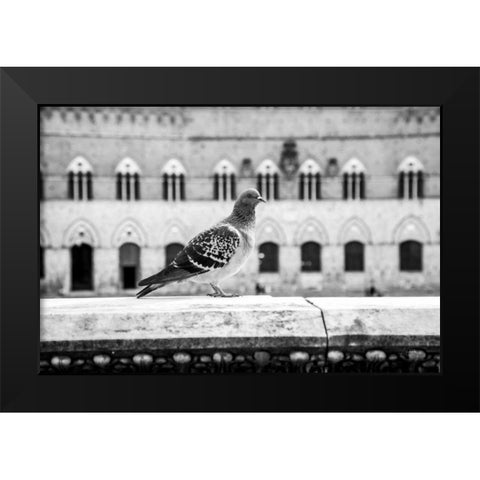 Il Piccione Black Modern Wood Framed Art Print by Aledanda