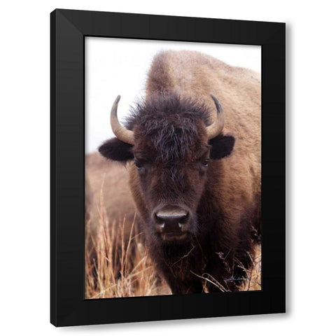 American Bison IV Black Modern Wood Framed Art Print with Double Matting by Van Swearingen, Debra