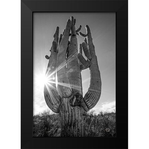 Sunset Saguaro Black Modern Wood Framed Art Print by Larson, Nathan