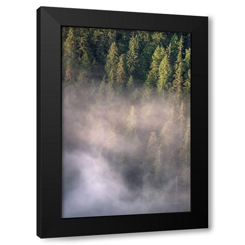 Fog and Forest II Black Modern Wood Framed Art Print with Double Matting by Majchrowicz, Alan
