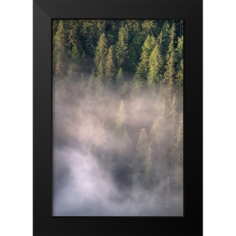 Fog and Forest II Black Modern Wood Framed Art Print by Majchrowicz, Alan