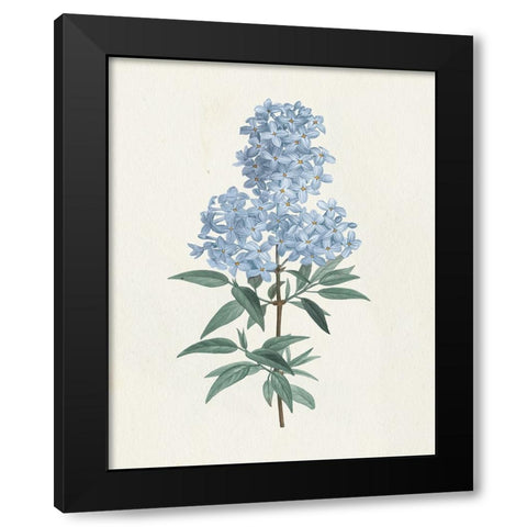 Victorian Garden Flowers III Blue Black Modern Wood Framed Art Print with Double Matting by Wild Apple Portfolio