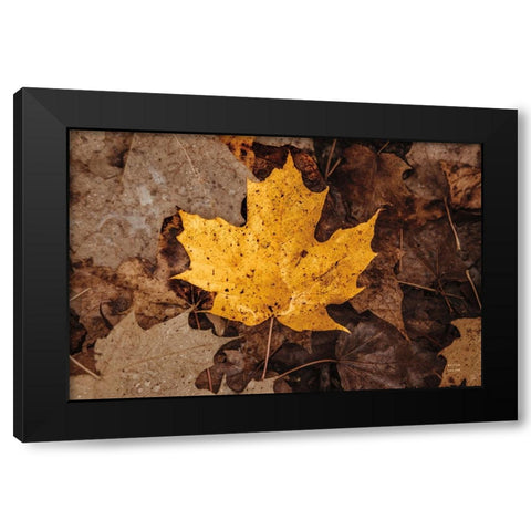 Fall Rains II Black Modern Wood Framed Art Print with Double Matting by Larson, Nathan