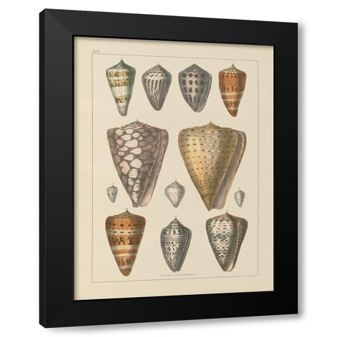 Shell Assorment II v2 Black Modern Wood Framed Art Print by Wild Apple Portfolio