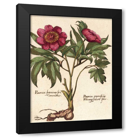 Giant Peony I Black Modern Wood Framed Art Print with Double Matting by Van Houtte, Ludwig