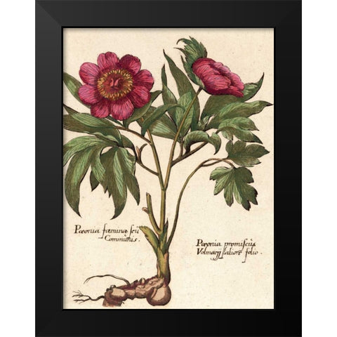 Giant Peony I Black Modern Wood Framed Art Print by Van Houtte, Ludwig