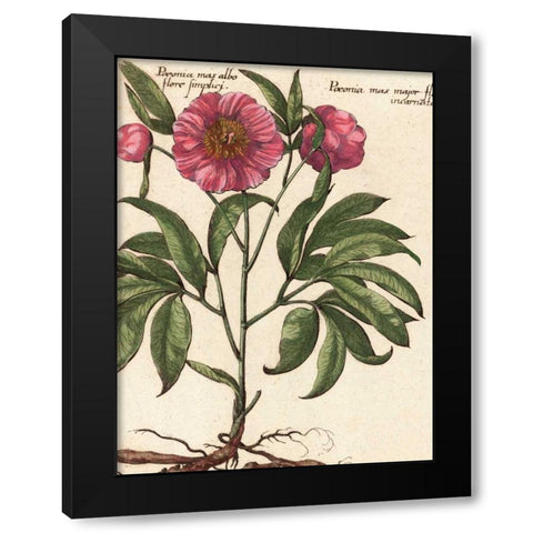 Giant Peony II Black Modern Wood Framed Art Print with Double Matting by Van Houtte, Ludwig