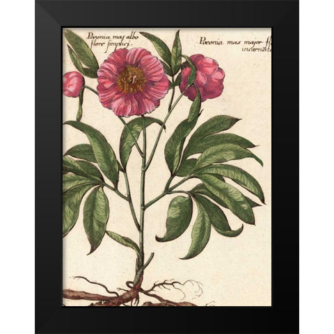 Giant Peony II Black Modern Wood Framed Art Print by Van Houtte, Ludwig