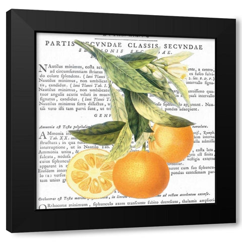 Citrus Edition II Black Modern Wood Framed Art Print with Double Matting by Bannister, Cory