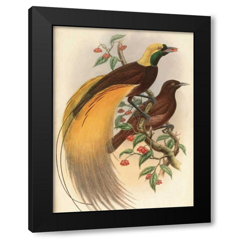 Golden Bird of Paradise Black Modern Wood Framed Art Print with Double Matting by Reynolds, Alastair