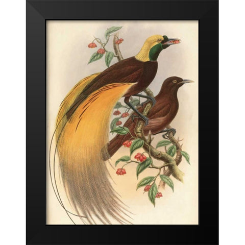 Golden Bird of Paradise Black Modern Wood Framed Art Print by Reynolds, Alastair