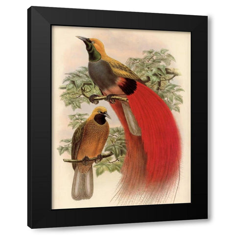 Scarlet Bird of Paradise Black Modern Wood Framed Art Print with Double Matting by Reynolds, Alastair