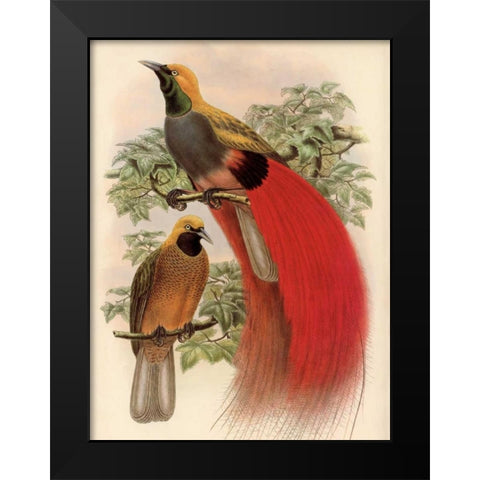 Scarlet Bird of Paradise Black Modern Wood Framed Art Print by Reynolds, Alastair
