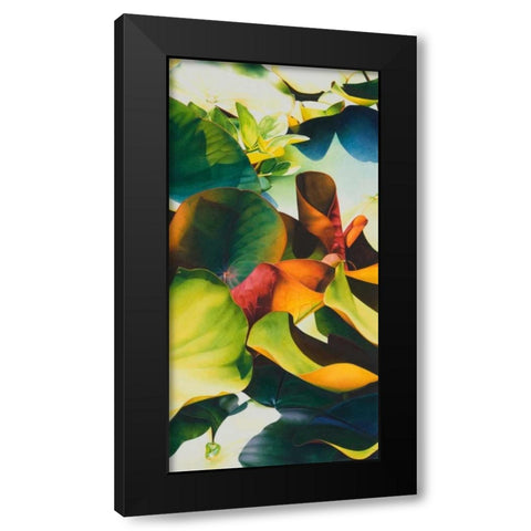 Nymphea 4 Black Modern Wood Framed Art Print by Koch, Angelika