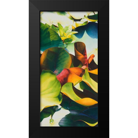 Nymphea 4 Black Modern Wood Framed Art Print by Koch, Angelika